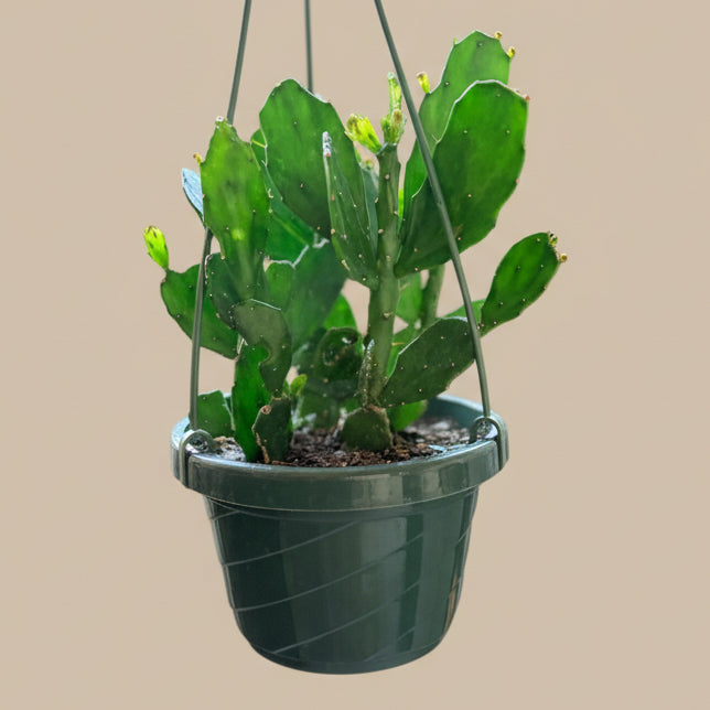 Brazilian Prickly Pear - Opuntia Argentiniana