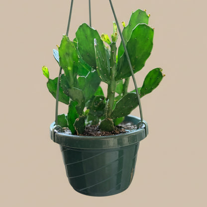 Brazilian Prickly Pear - Opuntia Argentiniana