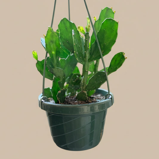 Brazilian Prickly Pear - Opuntia Argentiniana