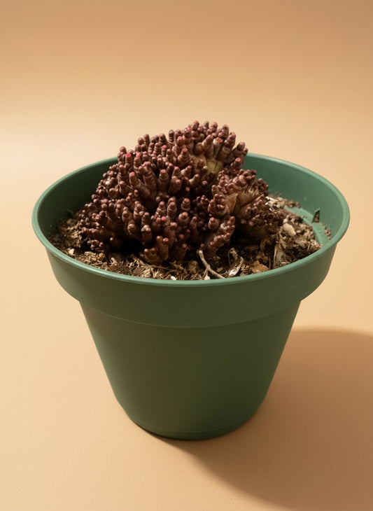 4” Mammillaria bocasana f. monstruosa cv. Fred