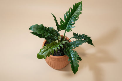 Philodendron ‘Jungle Boogie’ - 4” pot