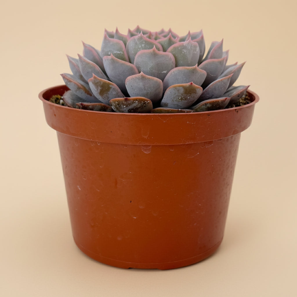 Echeveria Orion | 6 inch