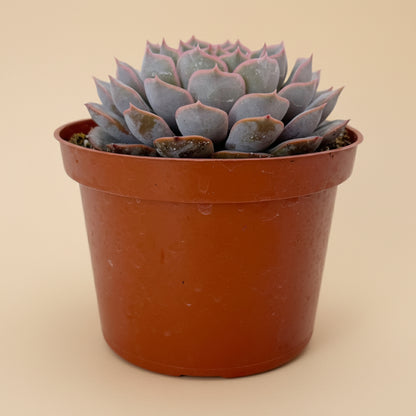 Echeveria Orion | 6 inch