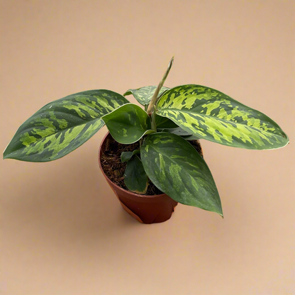 Homalomena 'Camouflage'