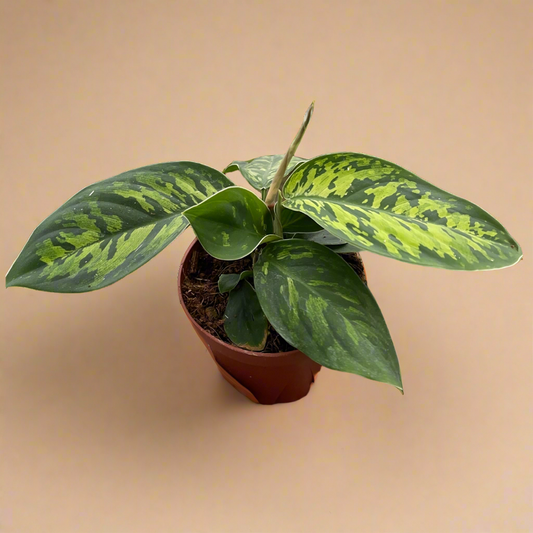 Homalomena 'Camouflage'