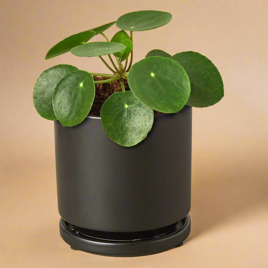 Pilea Peperomioides 'Chinese Money'