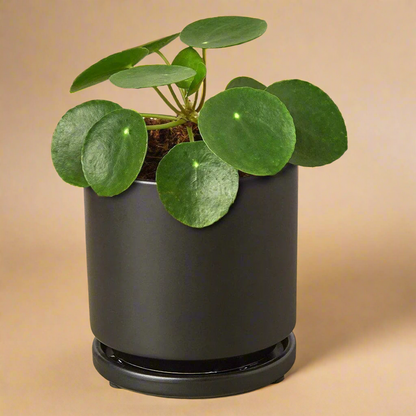 Pilea Peperomioides 'Chinese Money'