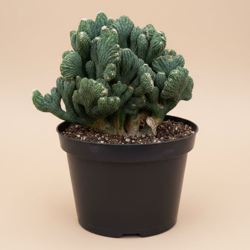 Cereus Peruvianus Monstrose 8” pot
