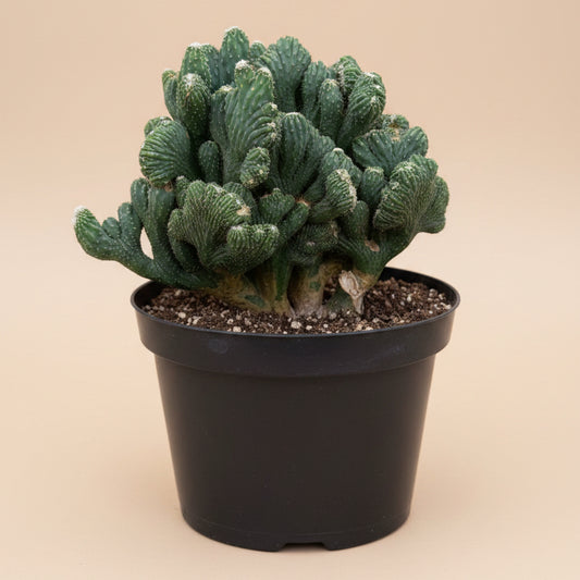 Cereus Peruvianus Monstrose 8” pot