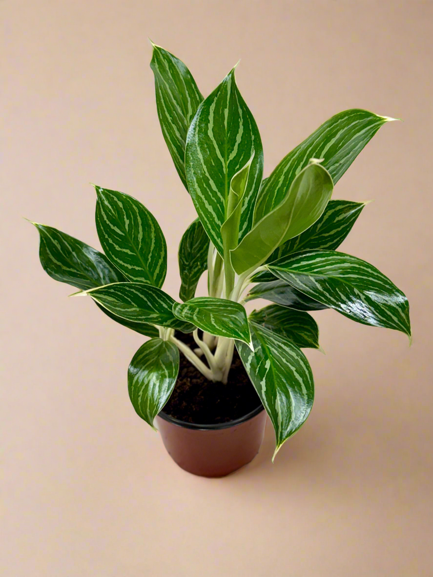 Chinese Evergreen 'White Stem'
