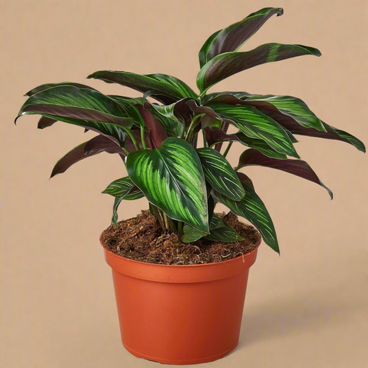 Calathea 'Beauty Star'