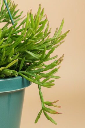 Rhipsalis ewaldiana, Mistletoe Cactus, 6” HB