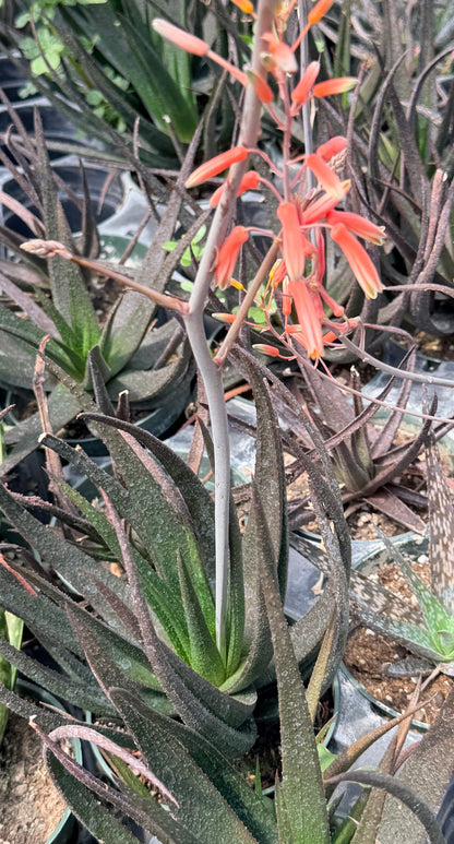 Gasteraloe Midnight - aloe fragilis 4.5” pot