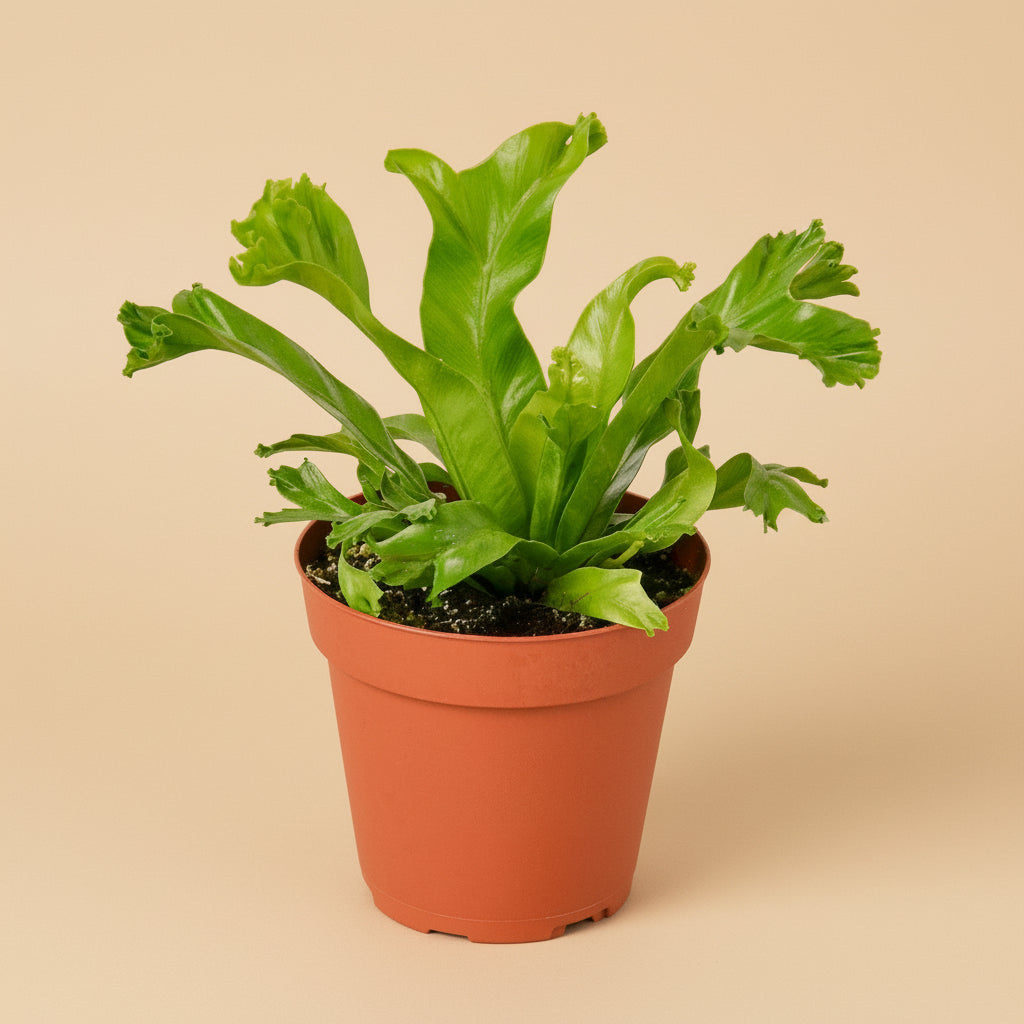 Bird’s Nest Leslie Fern