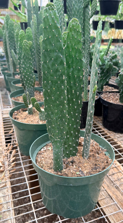 Consolea rubescens - Road Kill Cactus 8” Pot