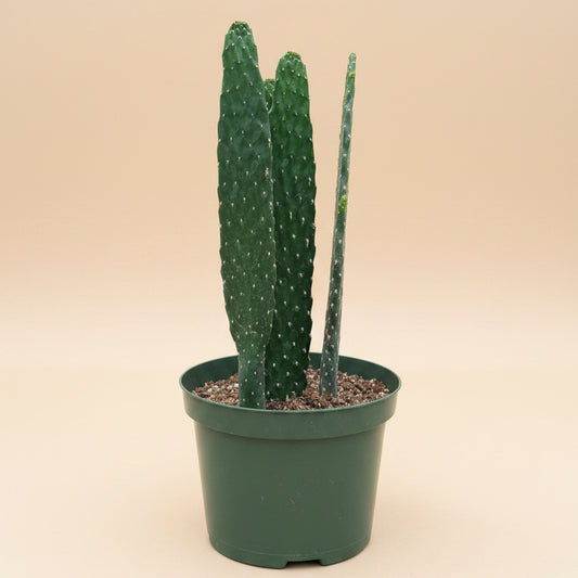 Consolea rubescens - Road Kill Cactus 8” Pot
