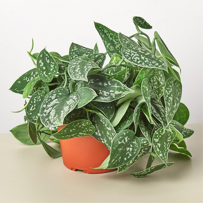 Scindapsus pictus 'Argyraeus'