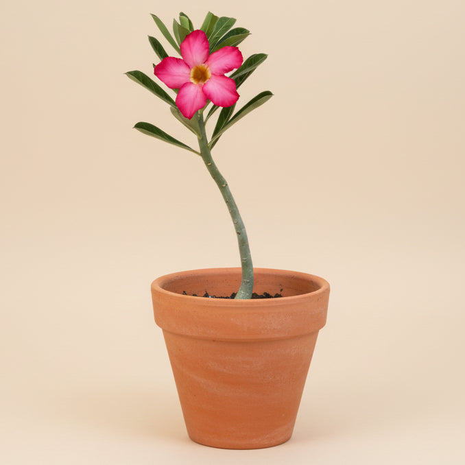 Desert Rose - Adenium Obesum