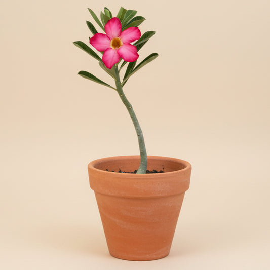 Desert Rose - Adenium Obesum