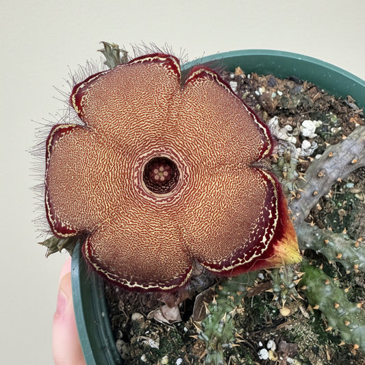 Persian Carpet Flower - Edithcolea Grandis