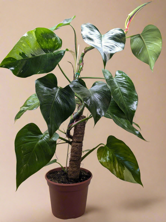 Philodendron 'White Princess'