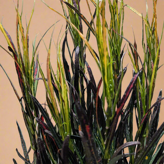 Codiaeum variegatum 'Picasso's Paintbrush'