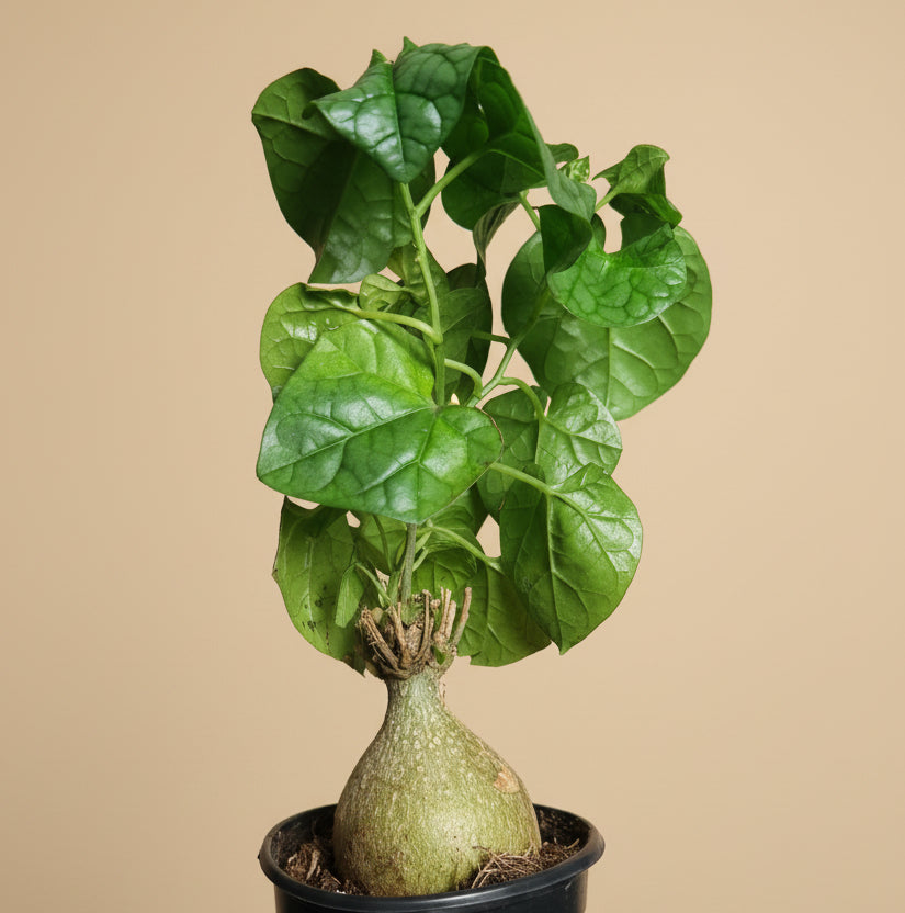 Gerradenthus Macrogizus 'Big Foot' 4 inch Grower Pot
