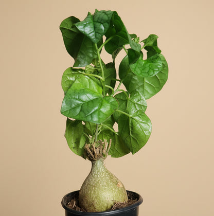 Gerradenthus Macrogizus 'Big Foot' 4 inch Grower Pot