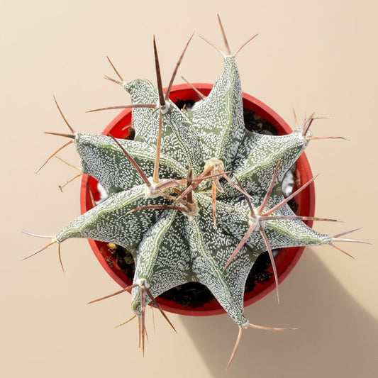 Star Barrel Cactus | 3.5 inch | Astrophytum ornatum