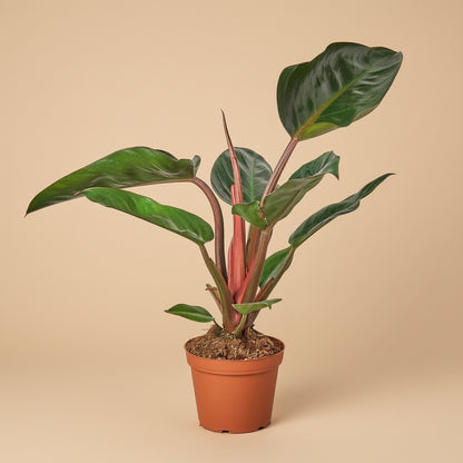 Philodendron 'Congo Rojo'