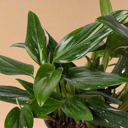 Monstera 'Standeleyana Albo Variegated'