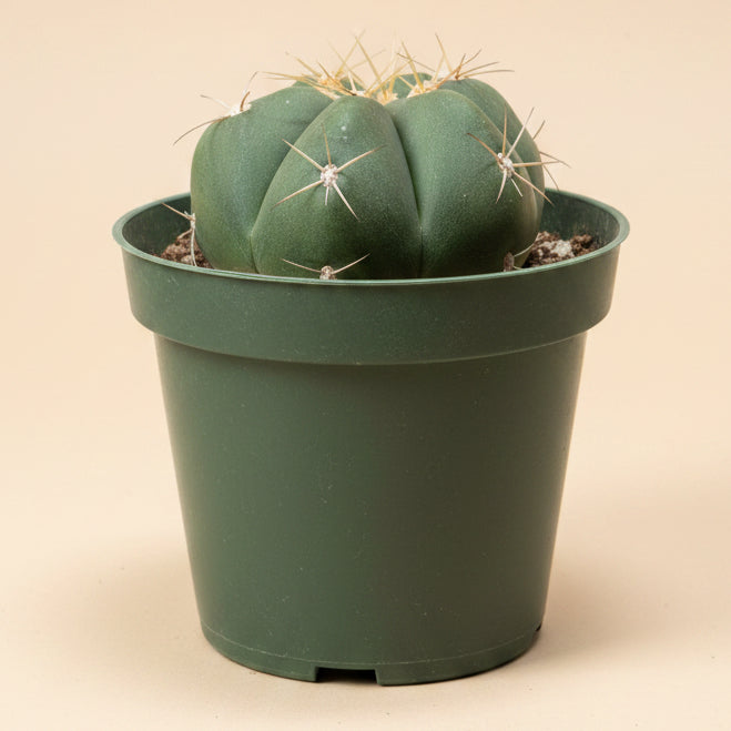 Gymnocalycium Horstii 4.5” pot