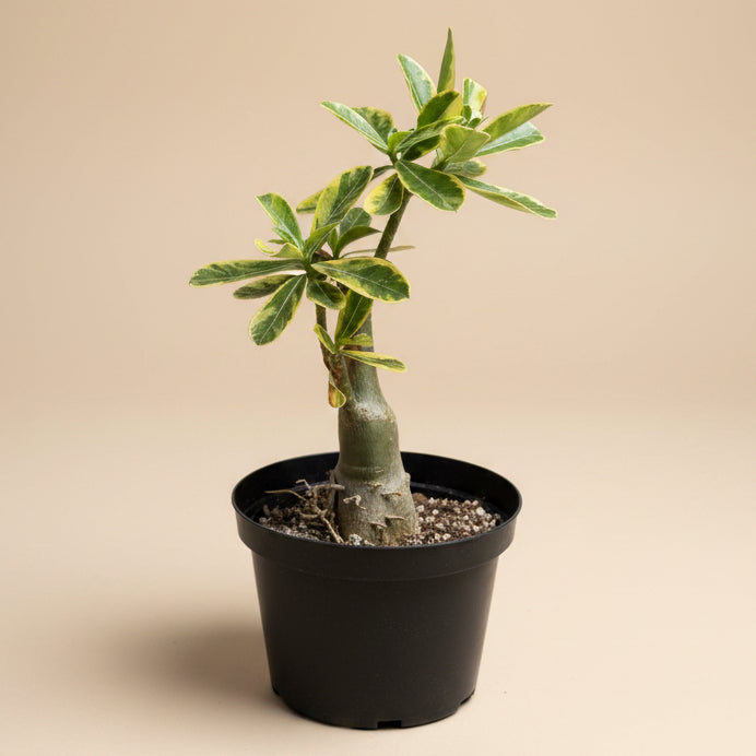 Variegated Grafted Desert Rose 8” pot