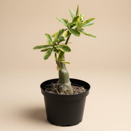 Variegated Grafted Desert Rose 8” pot