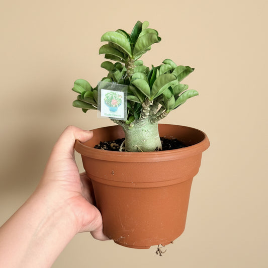 Sheep’s Horn - Medusa Head (Adenium arabicum) 6” pot