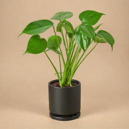 Monstera Deliciosa Split-Leaf