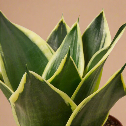 Snake Plant Black Gold
