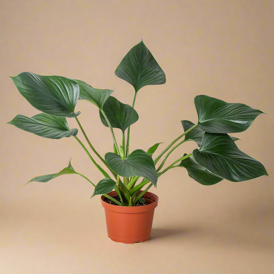 Homalomena 'Emerald Gem'