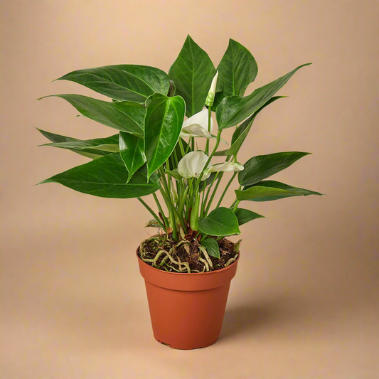 Anthurium Andraeanum ‘White Flower’