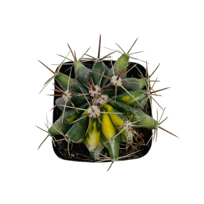 Variegated Fire Barrel Cactus- Ferocactus Gracilis 2.5”