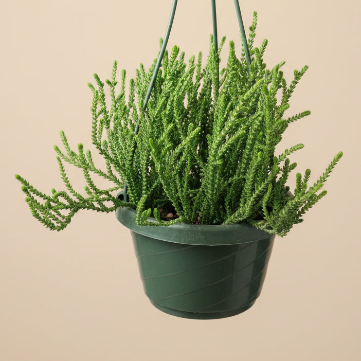 Watch Chain Succulent -Crassula muscosa