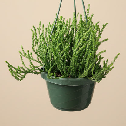Watch Chain Succulent -Crassula muscosa