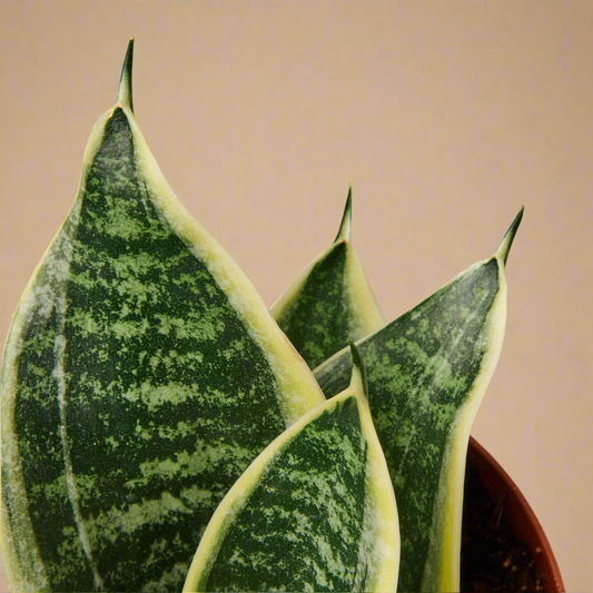 Snake Plant Laurentii Dwarf