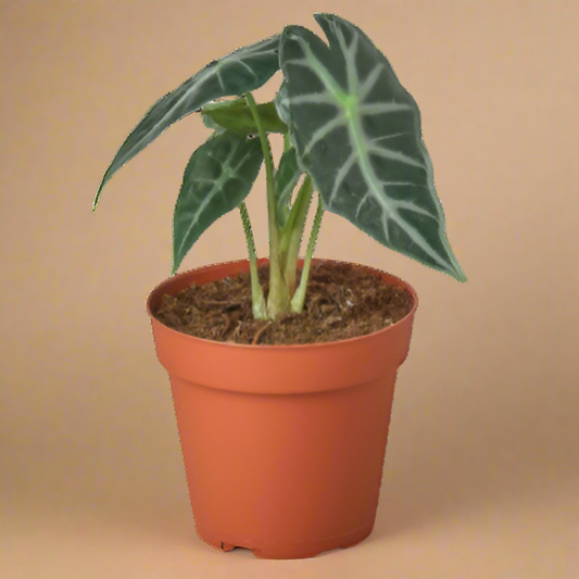 Alocasia Amazonica 'Bambino'