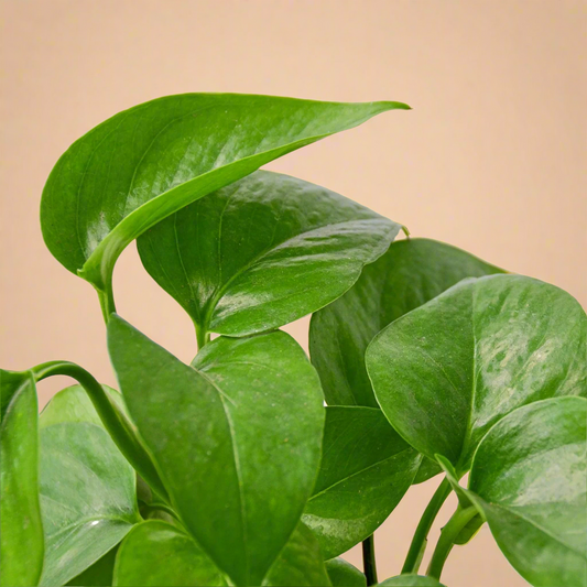 Pothos 'Green Queen'