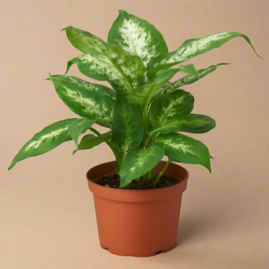 Dieffenbachia 'Tropic Snow'