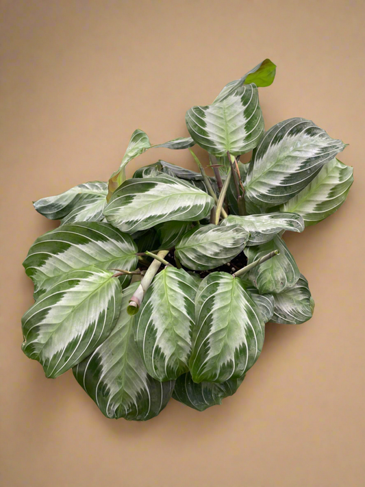 Maranta 'Silver Band' Prayer Plant