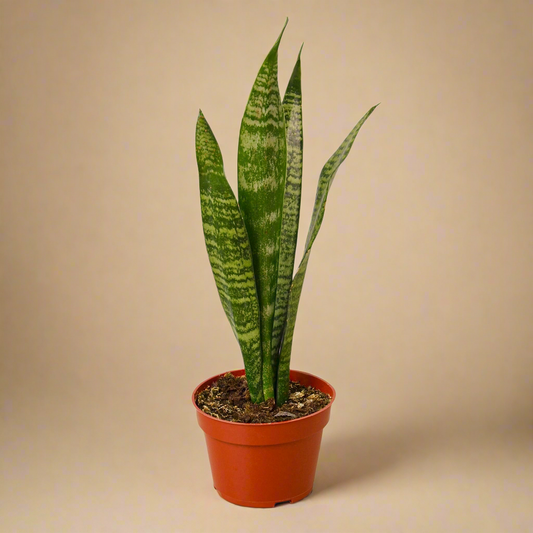 Snake Plant 'Zeylanica'