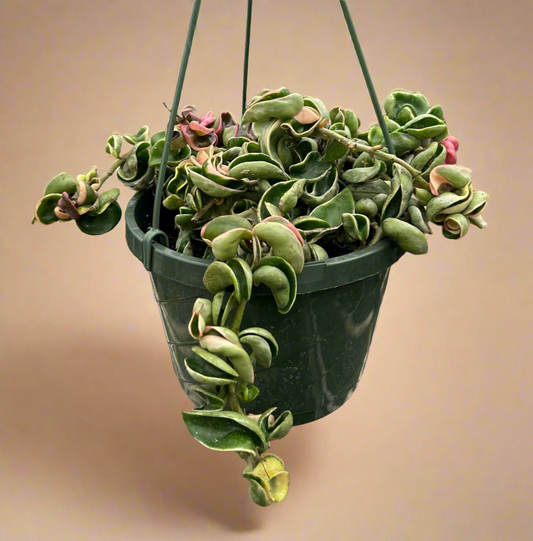 Hoya 'Rope Plant' Variegated