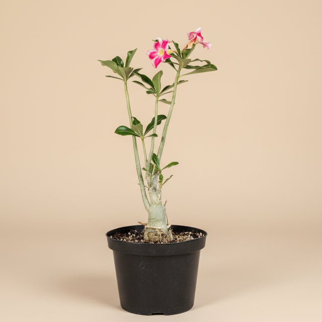 Exotic Color Desert Rose 8” pot